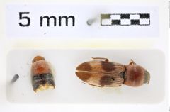Foto (Dorsalansicht) von Cardiophorus trimaculatus (Schwarz, 1894) (NHMW-ZOO-COL-0008287)